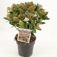 plantenwinkel.nl Skimmia (Skimmia Japonica â€œPink Dwarfâ€®) heester - 20-25 cm (P15) - 6 stuks