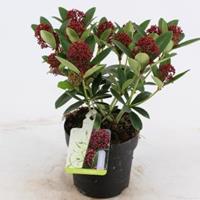 plantenwinkel.nl Skimmia (Skimmia Japonica â€œRed Dwarfâ€®) heester - 20-25 cm (P15) - 6 stuks