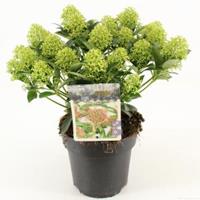 plantenwinkel.nl Skimmia (Skimmia Japonica â€œWhite Dwarfâ€®) heester - 20-25 cm (P15) - 6 stuks