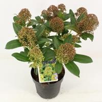 plantenwinkel.nl Skimmia (Skimmia Japonica â€œFragrant Cloudâ€) heester - 25-30 cm (C2) - 6 stuks