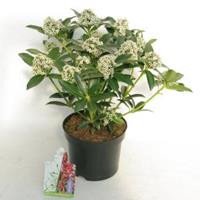 plantenwinkel.nl Skimmia (Skimmia Japonica â€œRed Riding Hoodâ€) heester - 20-25 cm (C2) - 6 stuks