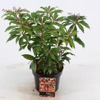 plantenwinkel.nl Rotsheide (Pieris Japonica â€œKatsuraâ€®) heester - 20-25 cm (C2) - 6 stuks