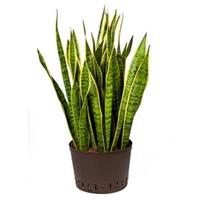 plantenwinkel.nl Sansevieria laurentii XL hydrocultuur plant