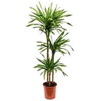 plantenwinkel.nl Dracaena riki M kamerplant