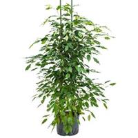 plantenwinkel.nl Ficus benjamina 2pp hydrocultuur plant