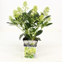 plantenwinkel.nl Skimmia (Skimmia Japonica â€œFinchyâ€®) heester - 15-20 cm (P10,5) - 11 stuks