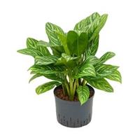 plantenwinkel.nl Aglaonema stripes M hydrocultuur plant