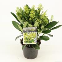 plantenwinkel.nl Skimmia (Skimmia Japonica â€œFinchyâ€®) heester - 20+ cm (P13) - 8 stuks