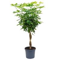 plantenwinkel.nl Schefflera gold capella gevlochten kamerplant