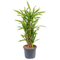 plantenwinkel.nl Dracaena riki multi M kamerplant