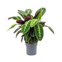 plantenwinkel.nl Calathea warscewiczii M kamerplant