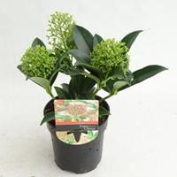 plantenwinkel.nl Skimmia (Skimmia Japonica â€œMarlotâ€) heester - 10-15 cm (P9.5) - 18 stuks