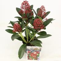 plantenwinkel.nl Skimmia (Skimmia Japonica â€œRubellaâ€) heester - 15-20 cm (P9.5) - 18 stuks