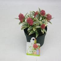 plantenwinkel.nl Skimmia (Skimmia Japonica â€œMagic Marlotâ€®) heester - 10-15 cm (P13) - 8 stuks