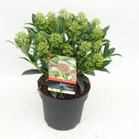 plantenwinkel.nl Skimmia (Skimmia Japonica â€œMarlotâ€) heester - 20-25 cm (C2) - 6 stuks