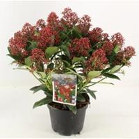 plantenwinkel.nl Skimmia (Skimmia Japonica â€œRubellaâ€) heester - 30-40 cm (C2) - 6 stuks