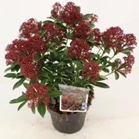 plantenwinkel.nl Skimmia (Skimmia Japonica â€œRubestaâ€®) heester - 20-25 cm (C2) - 6 stuks