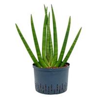 plantenwinkel.nl Sansevieria cylindrica sunshine L hydrocultuur plant