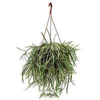 plantenwinkel.nl Rhipsalis horrida M hangplant