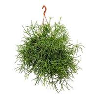 plantenwinkel.nl Rhipsalis neves armondii hangplant