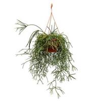 plantenwinkel.nl Rhipsalis pilocarpa hangplant