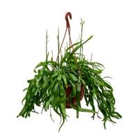 plantenwinkel.nl Rhipsalis ramaloris hangplant