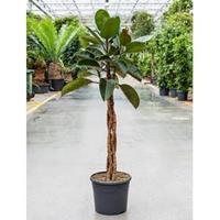 plantenwinkel.nl Ficus elastica burgundy kamerplant