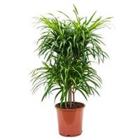 Dracaena Pleomele anita variegata multi M kamerplant