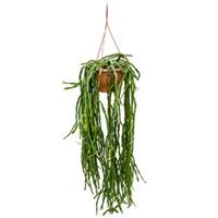 plantenwinkel.nl Rhipsalis paradoxa M hangplant