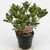 plantenwinkel.nl Skimmia (Skimmia Japonica â€œPink Dwarfâ€®) heester - 20-25 cm (C2) - 6 stuks