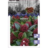 plantenwinkel.nl Skimmia (Skimmia Japonica â€œRed Dwarfâ€®) heester - 20-25 cm (C2) - 6 stuks