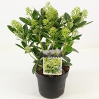 plantenwinkel.nl Skimmia (Skimmia Japonica â€œFinchyâ€®) heester - 30-40 cm (C2) - 6 stuks