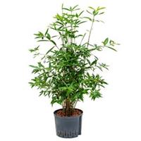 Dracaena surculosa cantik hydrocultuur plant