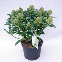 plantenwinkel.nl Skimmia (Skimmia Japonica â€œFragrant Cloudâ€) heester - 30-40 cm (C3) - 6 stuks