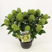 plantenwinkel.nl Skimmia (Skimmia Japonica â€œWhite Globeâ€®) heester - 20-25 cm (C2) - 6 stuks