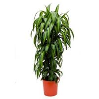 plantenwinkel.nl Dracaena hawaiian sunshine L kamerplant