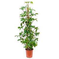 plantenwinkel.nl Philodendron pedatum pyramis kamerplant
