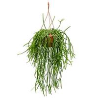 plantenwinkel.nl Rhipsalis trigona hangplant