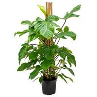 plantenwinkel.nl Philodendron squamiferum kamerplant