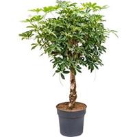 plantenwinkel.nl Schefflera arboricola stam kamerplant