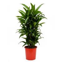 plantenwinkel.nl Dracaena janet craig multi vertakt kamerplant