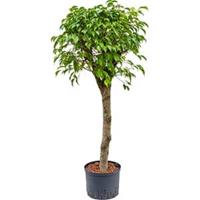 plantenwinkel.nl Ficus benjamina stam L hydrocultuur plant