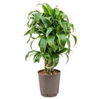 plantenwinkel.nl Dracaena dorado curico hydrocultuur plant