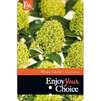 plantenwinkel.nl Skimmia (Skimmia Japonica â€œWhite Globeâ€®) heester - 15-20 cm (P9.5) - 18 stuks