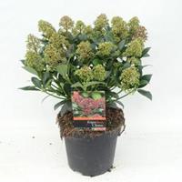 plantenwinkel.nl Skimmia (Skimmia Japonica â€œWantoâ€) heester - 30-40 cm (C3) - 6 stuks