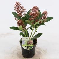 plantenwinkel.nl Skimmia (Skimmia Japonica â€œBonfireâ€®) heester - 15-20 cm (P9,5) - 18 stuks