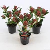 plantenwinkel.nl Skimmia (Skimmia Japonica â€œRed Dwarfâ€®) heester - 10-15 cm (P9.5) - 18 stuks