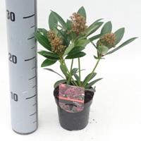 plantenwinkel.nl Skimmia (Skimmia Japonica â€œRubestaâ€®) heester - 15-20 cm (P9.5) - 18 stuks