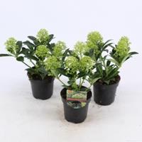 plantenwinkel.nl Skimmia (Skimmia Japonica â€œWhite Dwarfâ€®) heester - 15-20 cm (P9.5) - 18 stuks