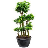 plantenwinkel.nl Ficus microcarpa compacta bonsai forrest kamerplant